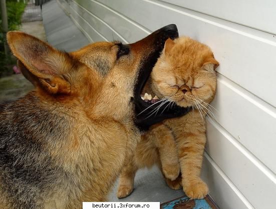 poze super comice foame are cutzu asta!