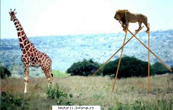 poze diverse - intr-adevar e regele junglei - poze comice