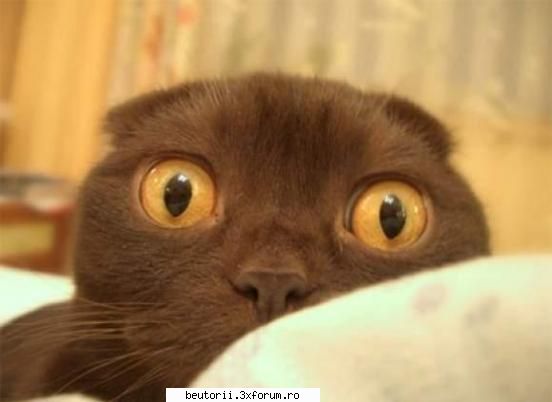 poze diverse - asta de animal.....frumos!!! - poze comice