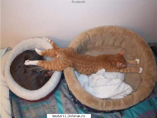 poze super comice - Buddy - poze comice